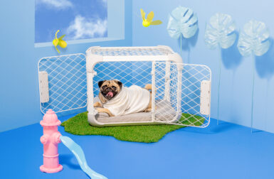 Diggs' Evolv Dog Crate-Playpen Hybrid Fits Your Pup + Your Style