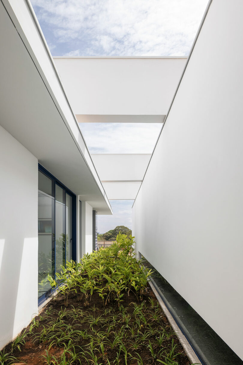 narrow planter courtyard that runs between sections of modern home