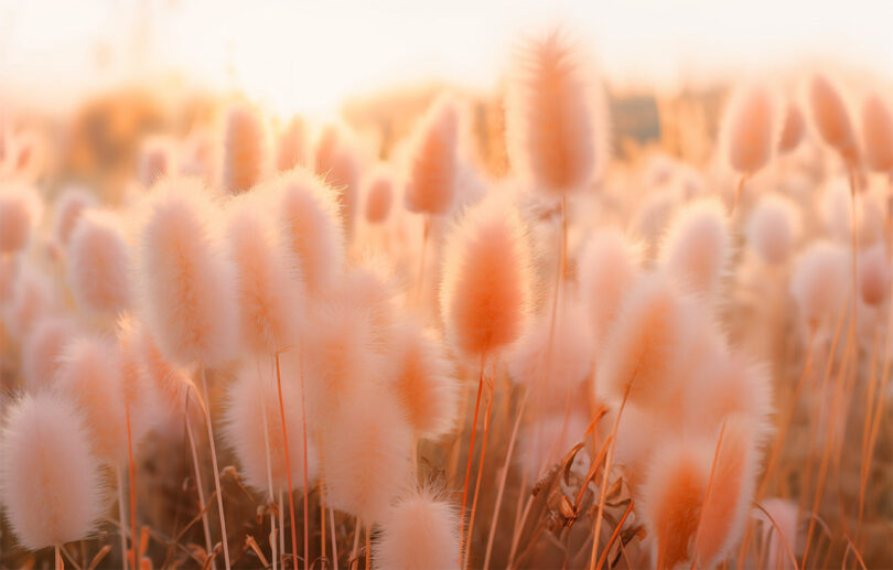surreal image of a field of wispy plants in tones of peach
